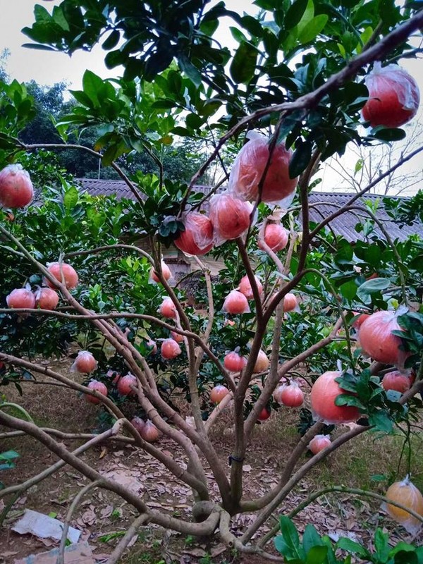 Nhung vuon buoi do tien vua 