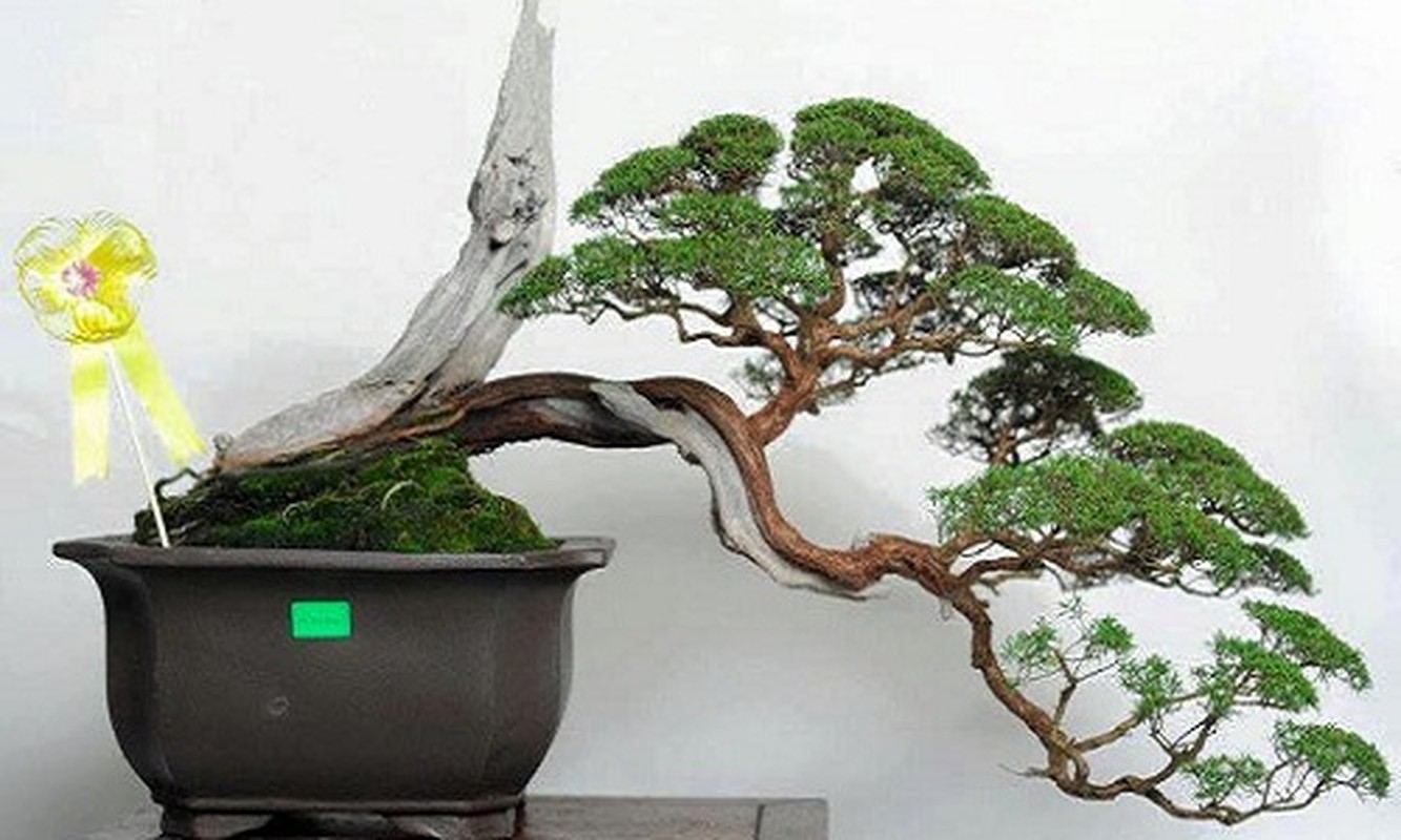 Man nhan loat tac pham kim sa tung bonsai dep kinh dien-Hinh-2