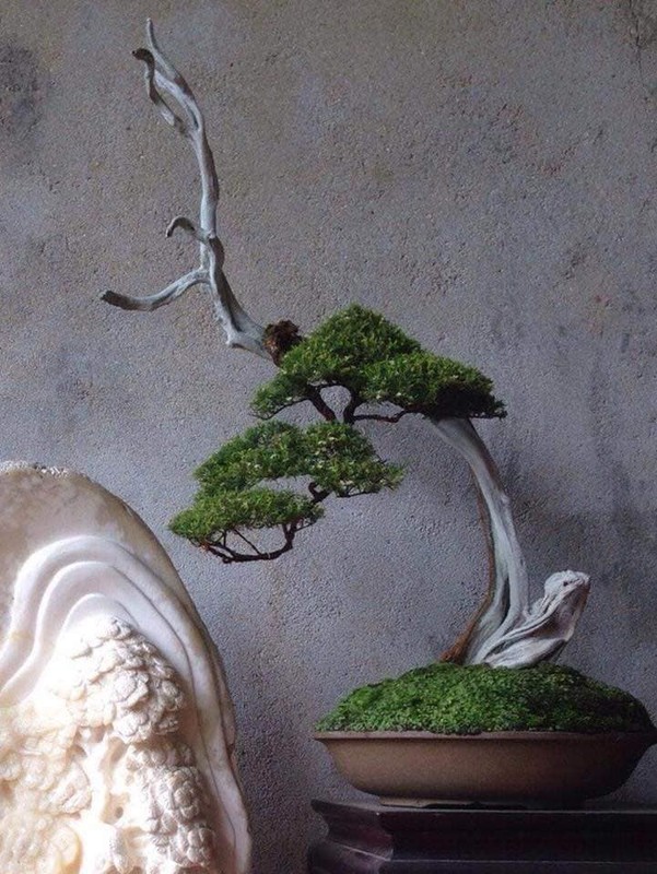 Man nhan loat tac pham kim sa tung bonsai dep kinh dien-Hinh-8