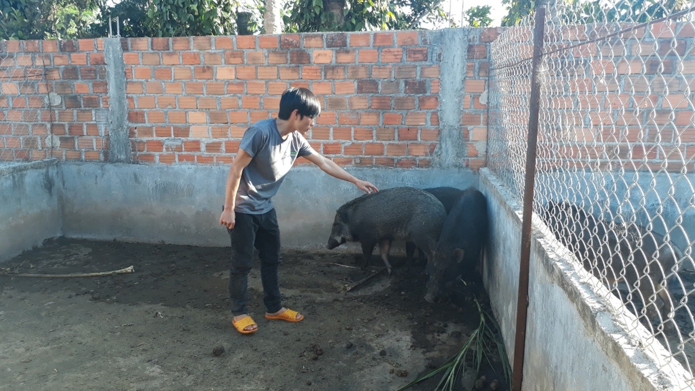 Nuoi lon, hang loat dai gia Viet kiem bon tien-Hinh-9