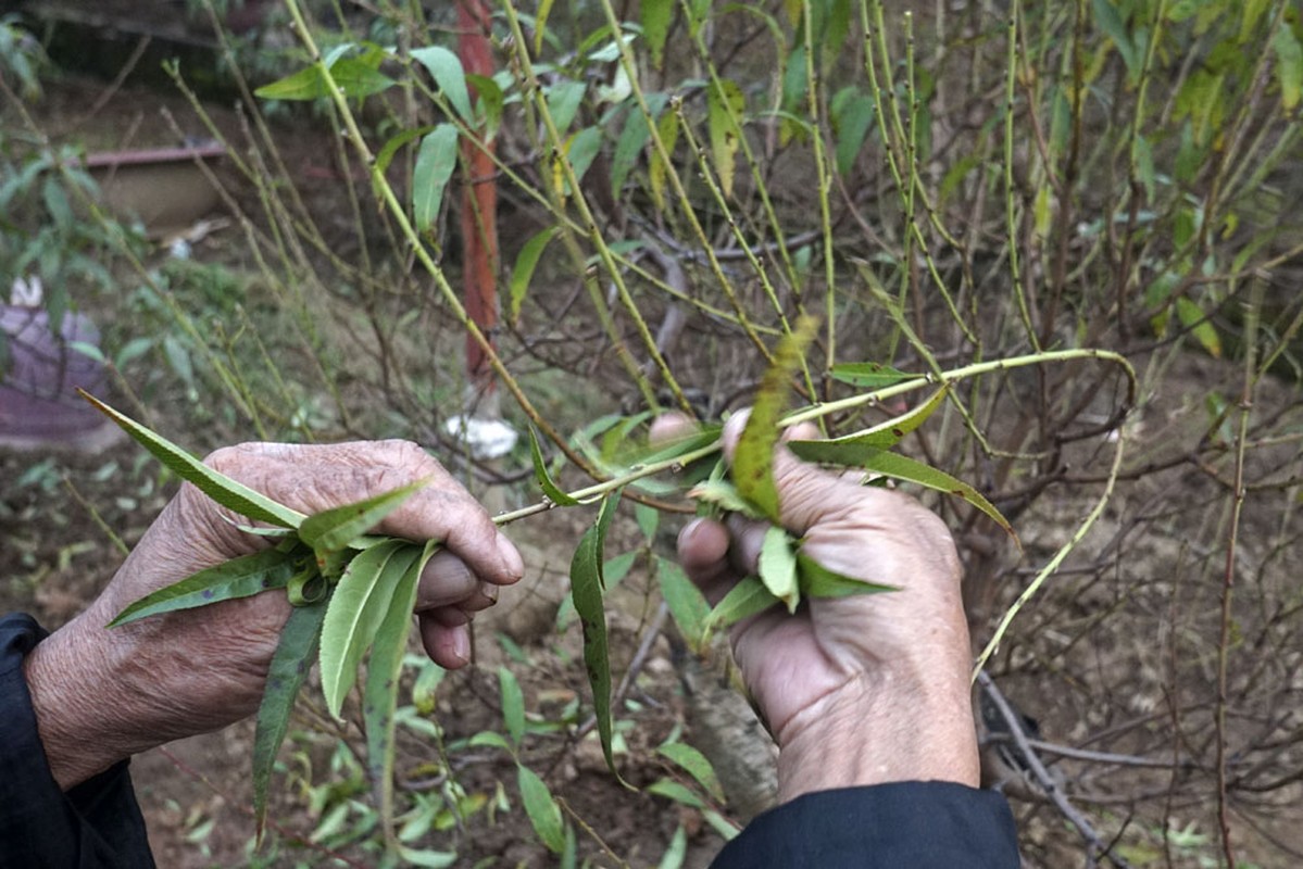 Het Tet roi, hoc cach trong lai dao choi Tet nam sau-Hinh-11