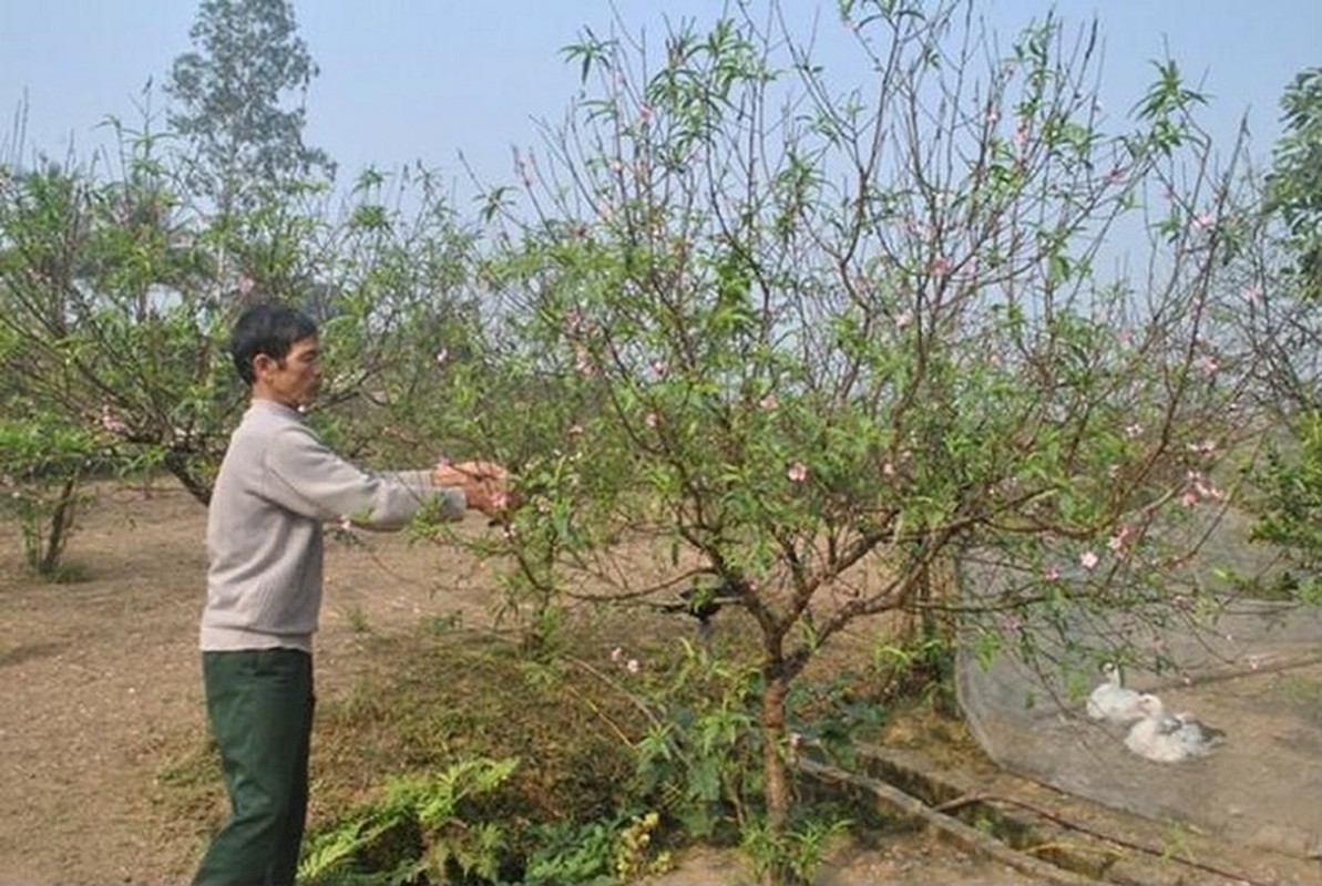 Het Tet roi, hoc cach trong lai dao choi Tet nam sau-Hinh-8