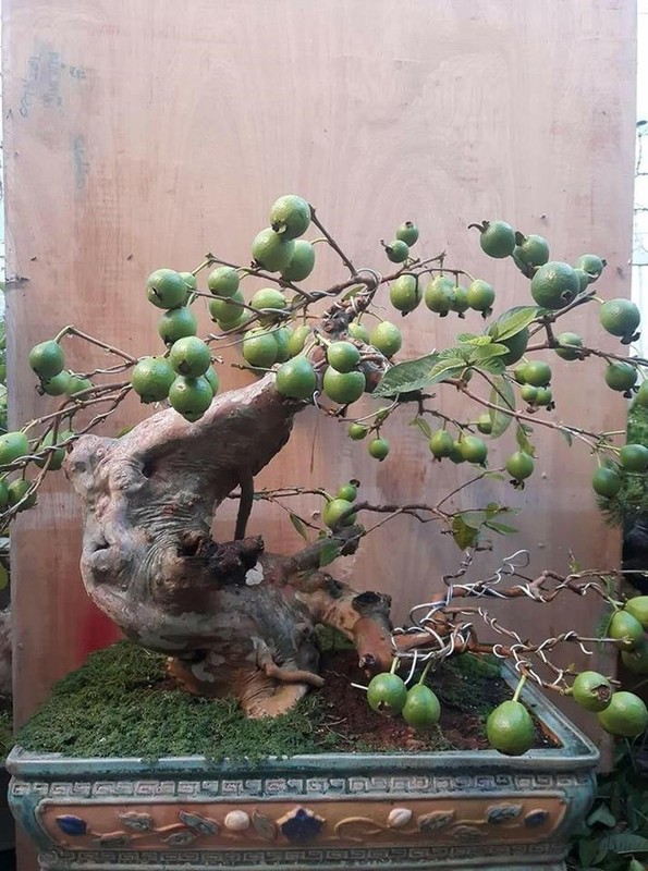 Man nhan loat bonsai co trai choi Tet cuc doc-Hinh-10