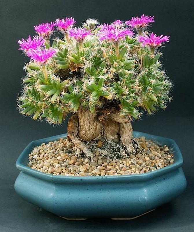 Man nhan loat xuong rong bonsai no hoa choi Tet cuc dep-Hinh-4