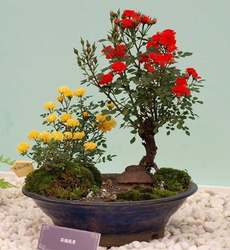 Me tit loat bonsai hoa Nhat Ban sieu dep-Hinh-2