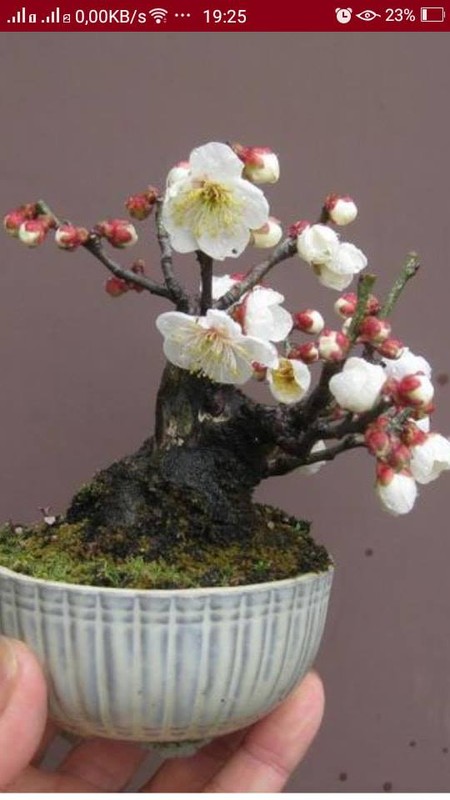 Me tit loat bonsai hoa Nhat Ban sieu dep-Hinh-3