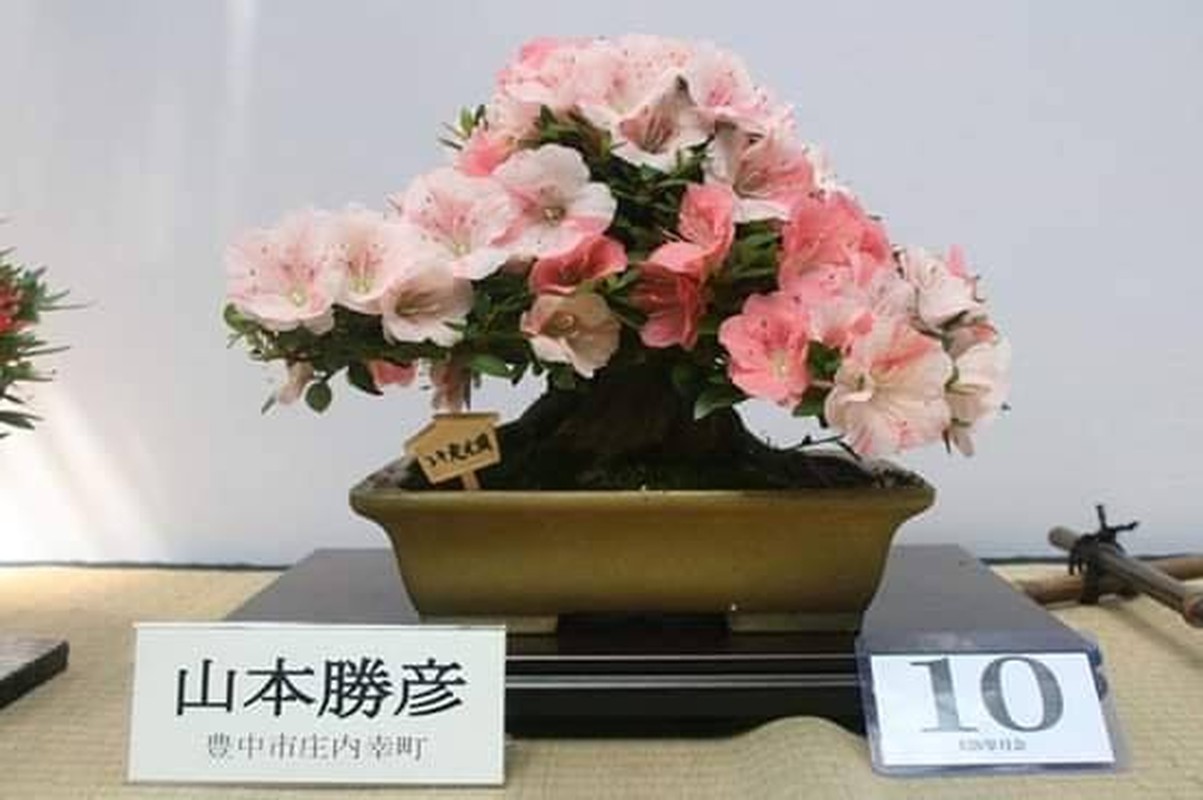 Me tit loat bonsai hoa Nhat Ban sieu dep-Hinh-4