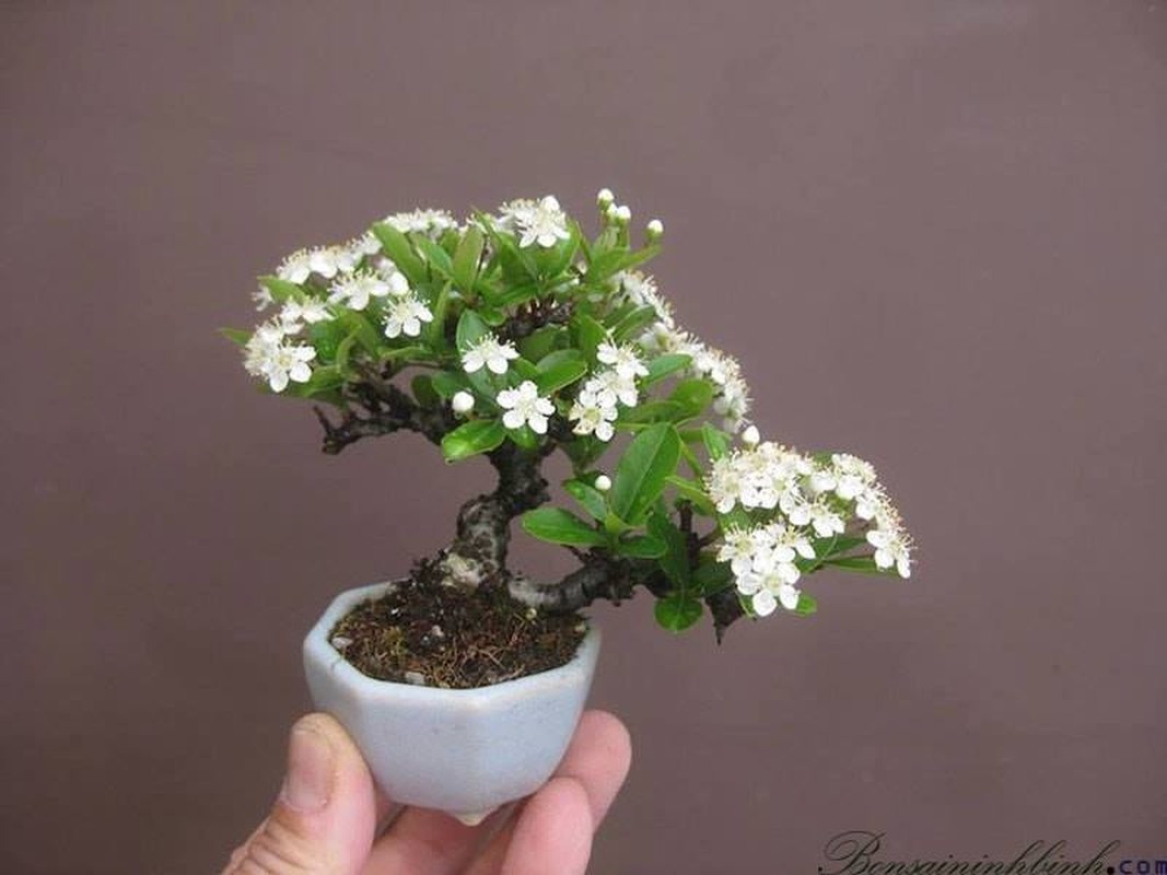 Me tit loat bonsai hoa Nhat Ban sieu dep-Hinh-5