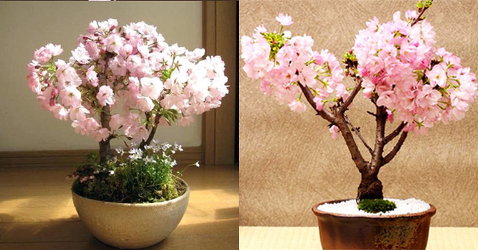 Me tit loat bonsai hoa Nhat Ban sieu dep-Hinh-6