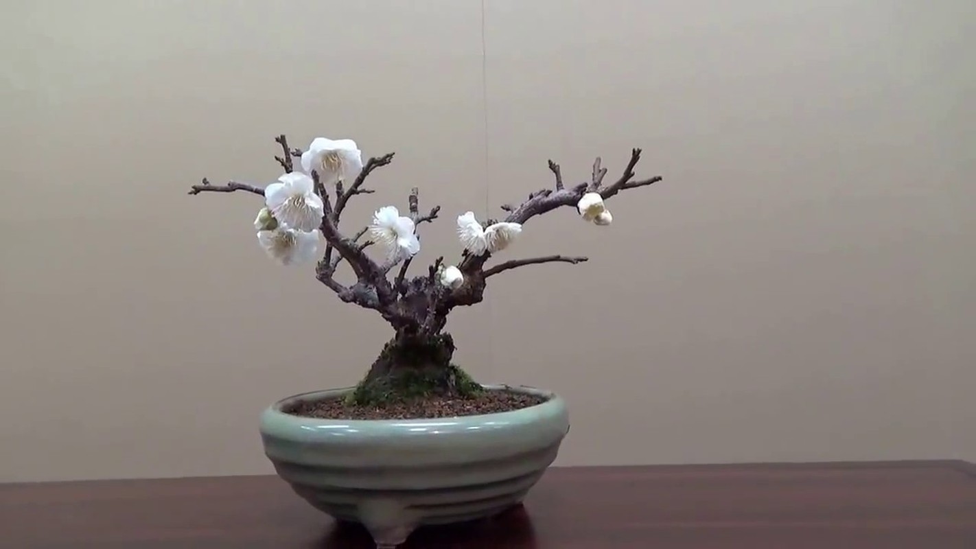 Me tit loat bonsai hoa Nhat Ban sieu dep-Hinh-8