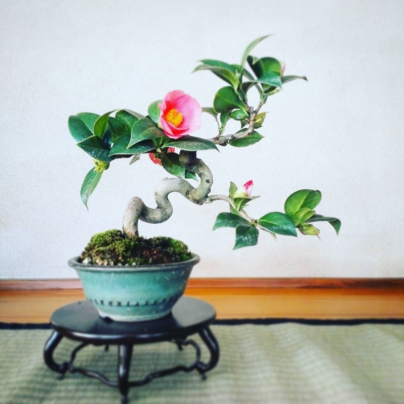Me tit loat bonsai hoa Nhat Ban sieu dep-Hinh-9