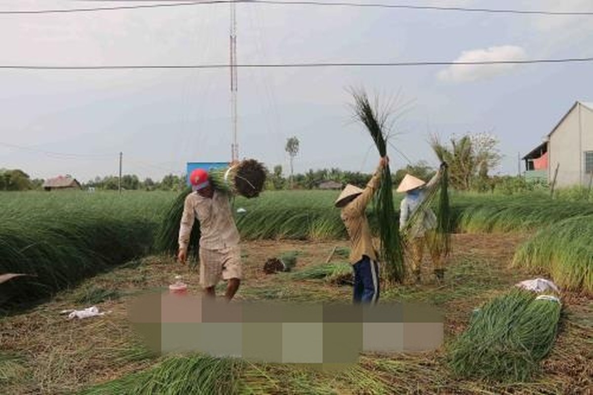 La doi trong loai co dai van thu ve ca tram trieu-Hinh-3