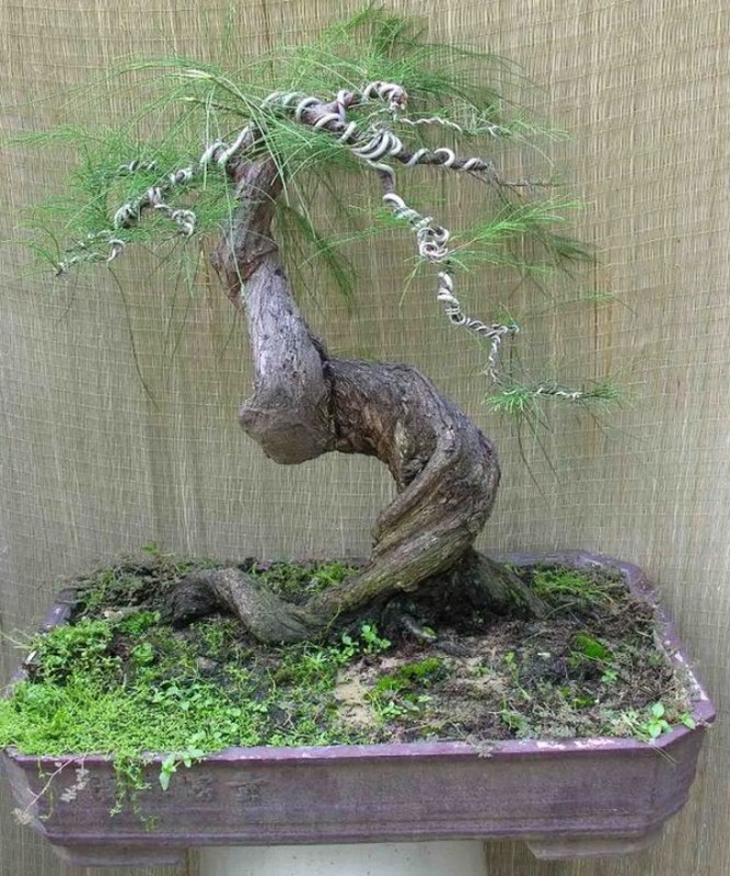 Me man loat bonsai phi lao la mat-Hinh-4