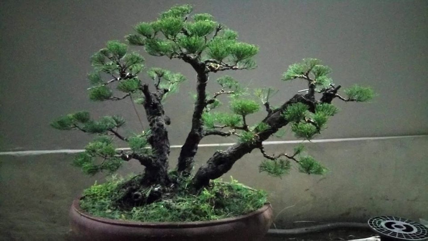 Me man loat bonsai phi lao la mat-Hinh-6