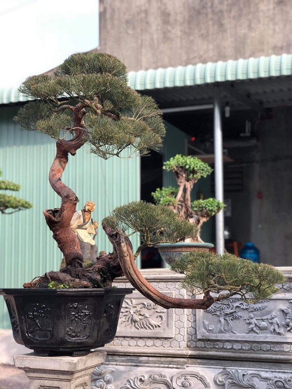 Me man loat bonsai phi lao la mat-Hinh-7