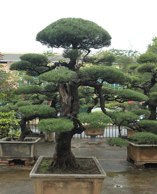 Me man loat bonsai phi lao la mat-Hinh-9