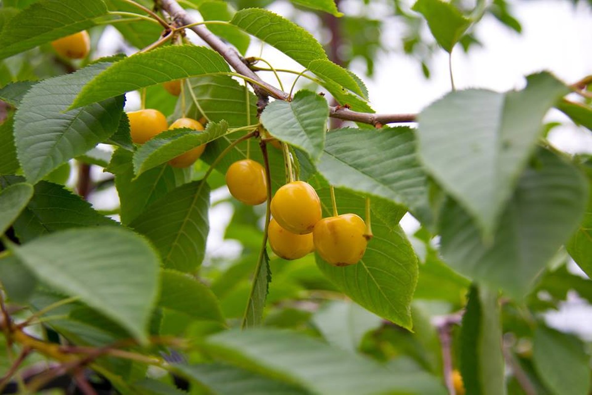 Ben trong trang trai cherry cho khach an thoai mai o Nhat-Hinh-7