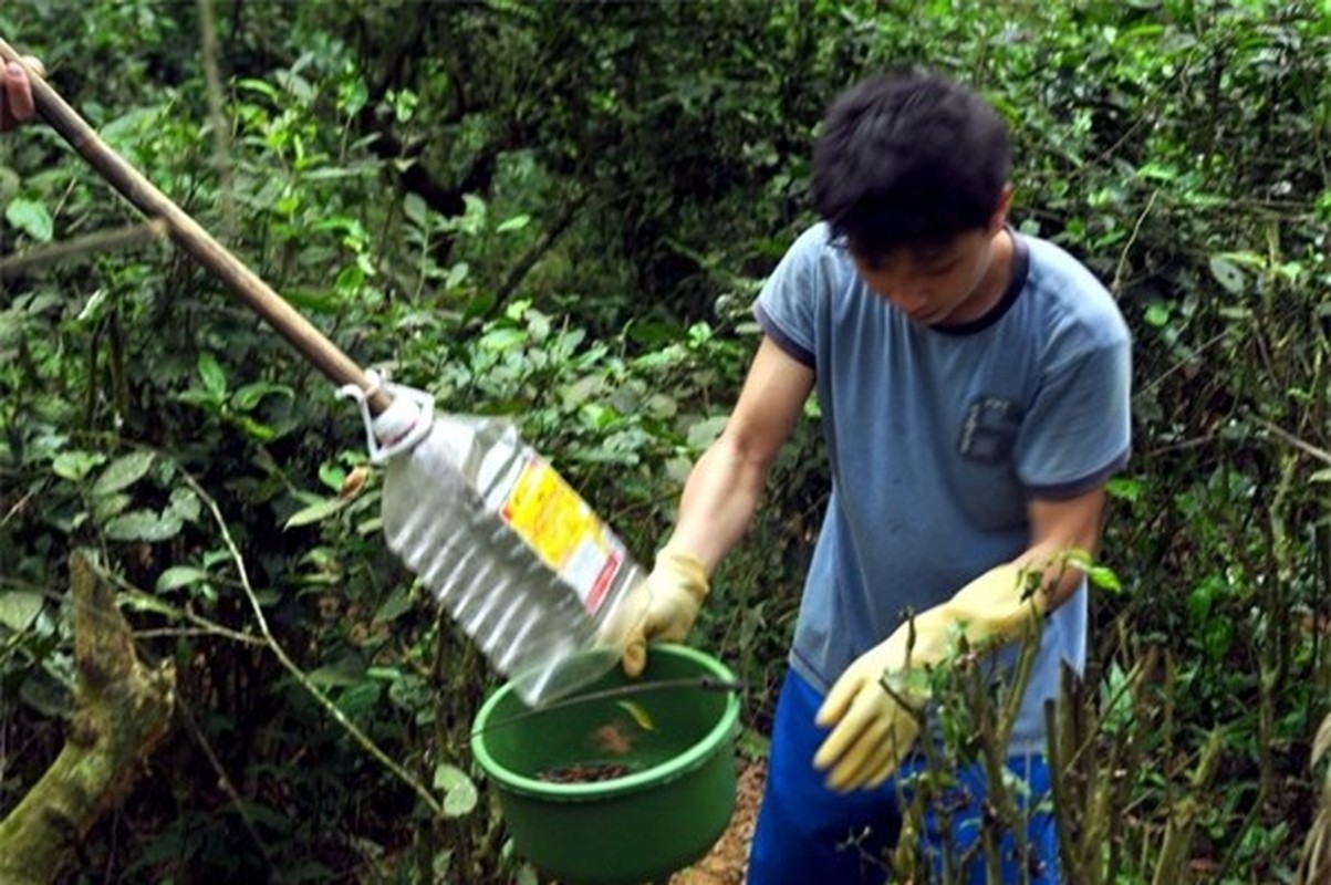 Bo xit hoi bong thanh dac san bac trieu gay sot-Hinh-6