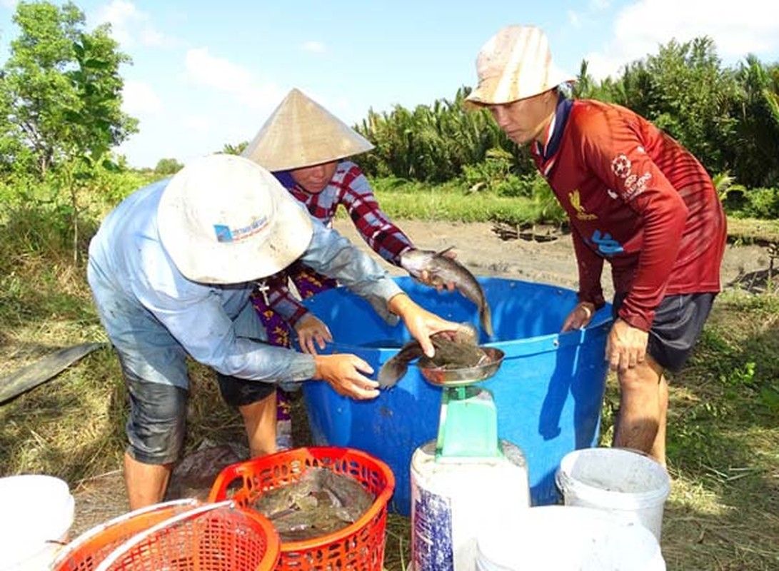 Ca bong khung, moi con bang tien 1kg cherry My xin-Hinh-3