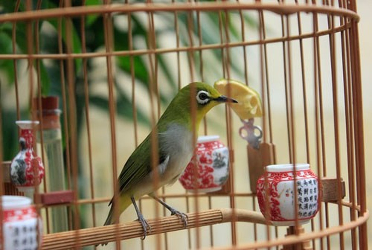 San xuat bim cho ga va chim: Nghe la kiem ty dong cho nguoi ti mi-Hinh-9