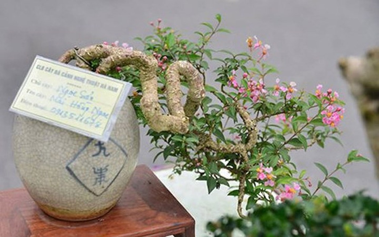 Choang vang chau bonsai be tin hin, gia sieu khung-Hinh-10