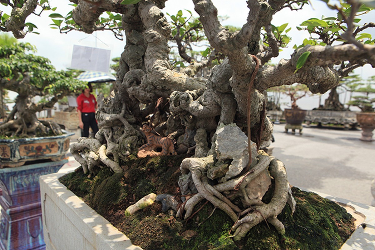 Choang vang chau bonsai be tin hin, gia sieu khung-Hinh-5