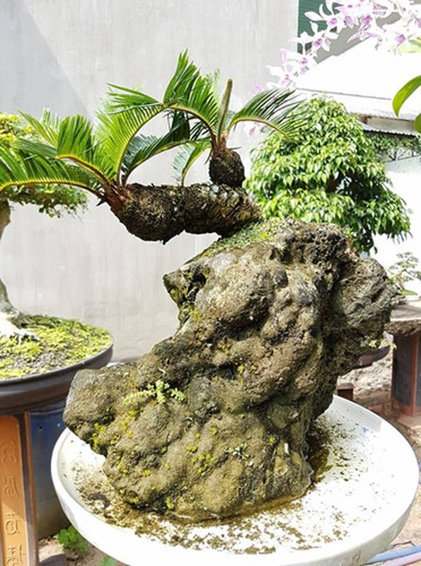 Choang vang chau bonsai be tin hin, gia sieu khung-Hinh-7