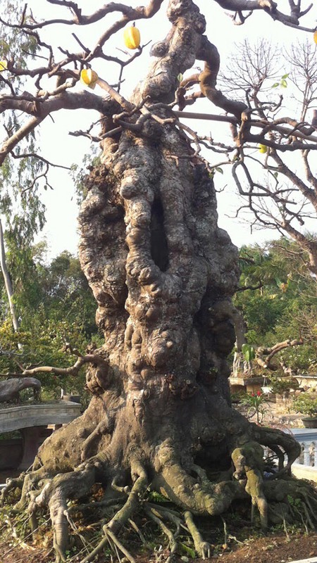 Choang vang khe bonsai tien ty uon luon hon ca duong cong Ngoc Trinh-Hinh-4