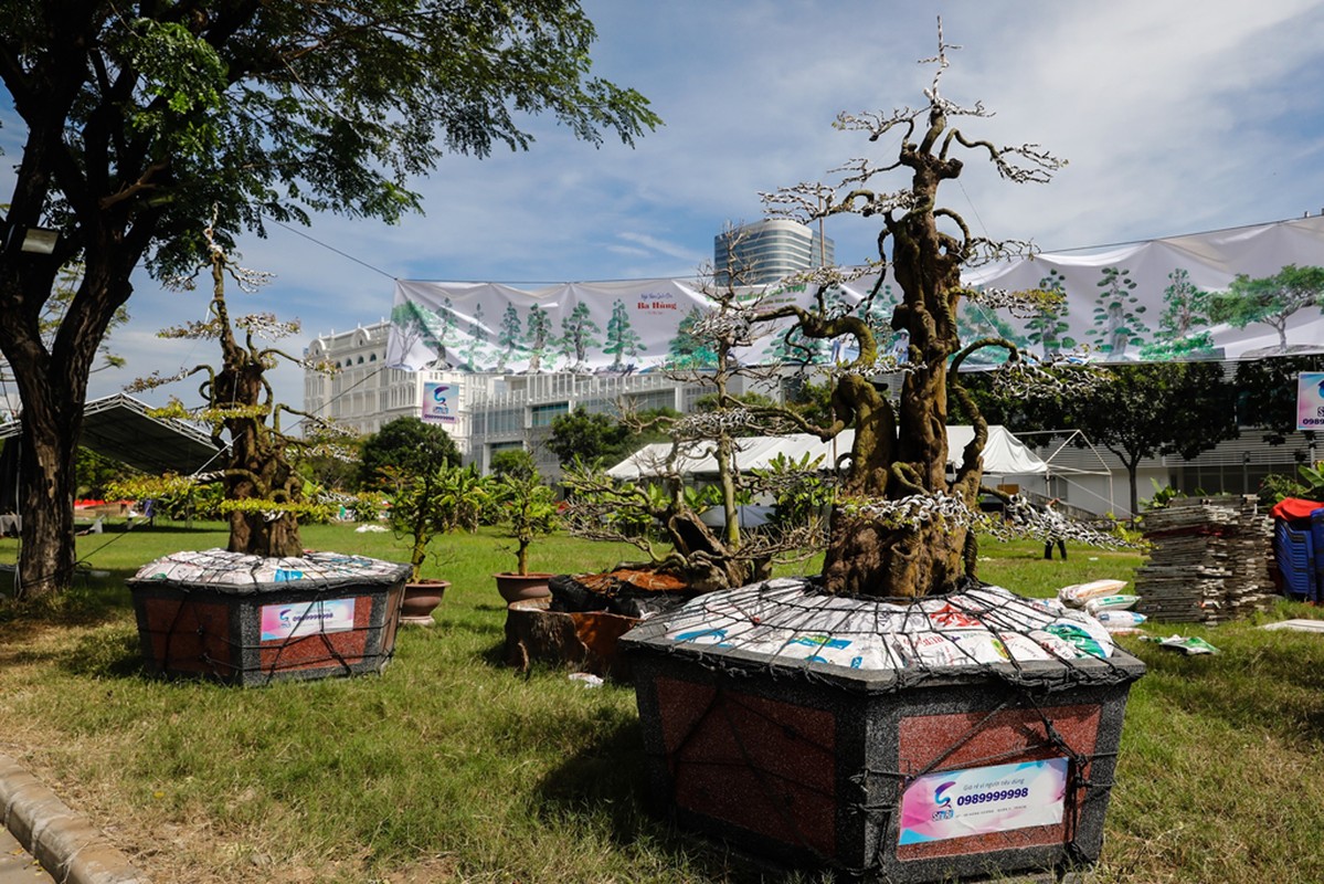 Choang vang khe bonsai tien ty uon luon hon ca duong cong Ngoc Trinh-Hinh-5