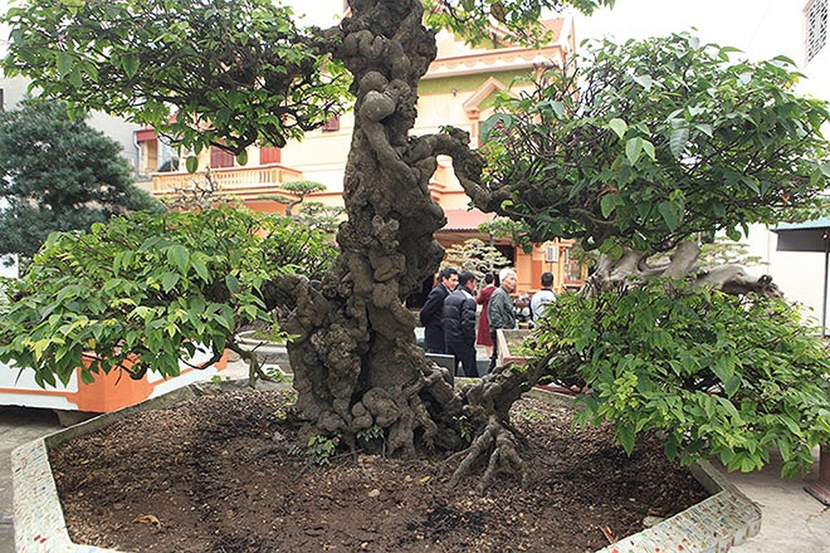 Choang vang khe bonsai tien ty uon luon hon ca duong cong Ngoc Trinh-Hinh-9