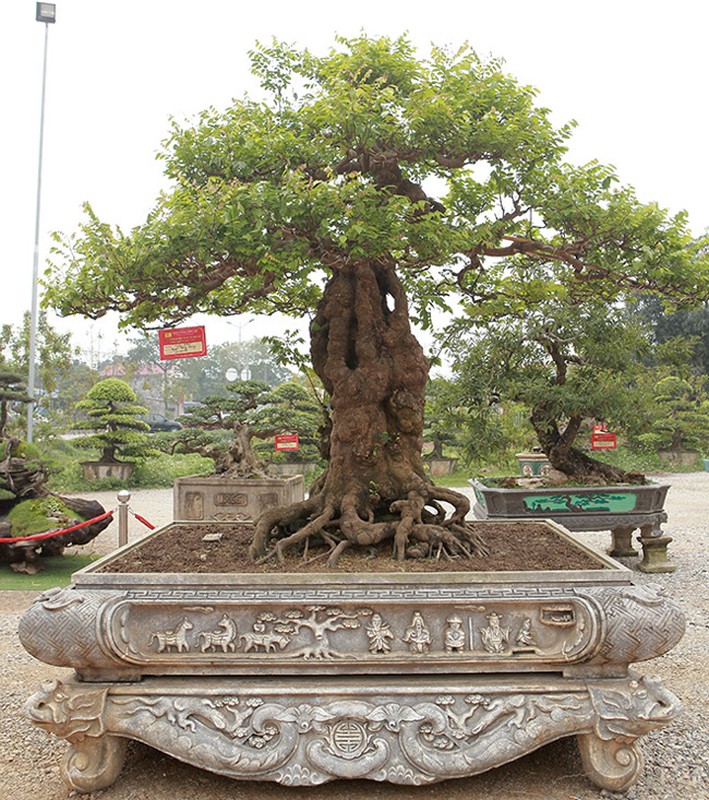 Choang vang khe bonsai tien ty uon luon hon ca duong cong Ngoc Trinh