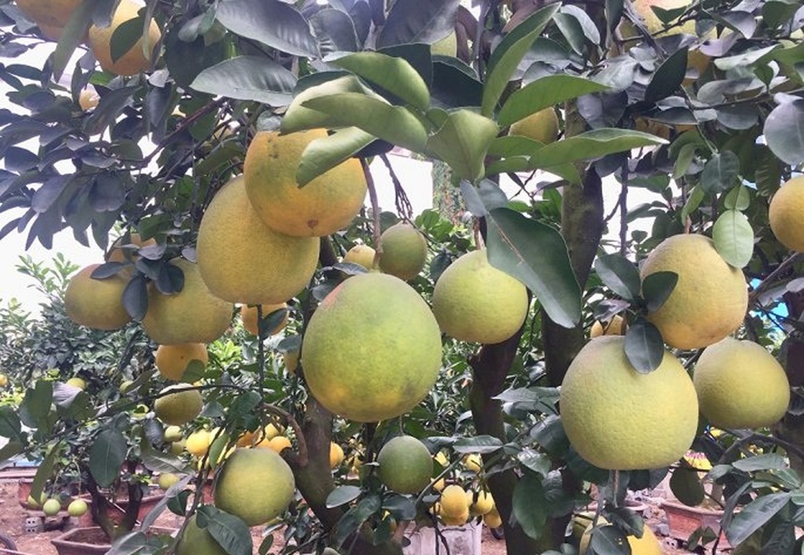 Da mat ngam dao khung, sai triu qua xuong pho som don Tet-Hinh-8