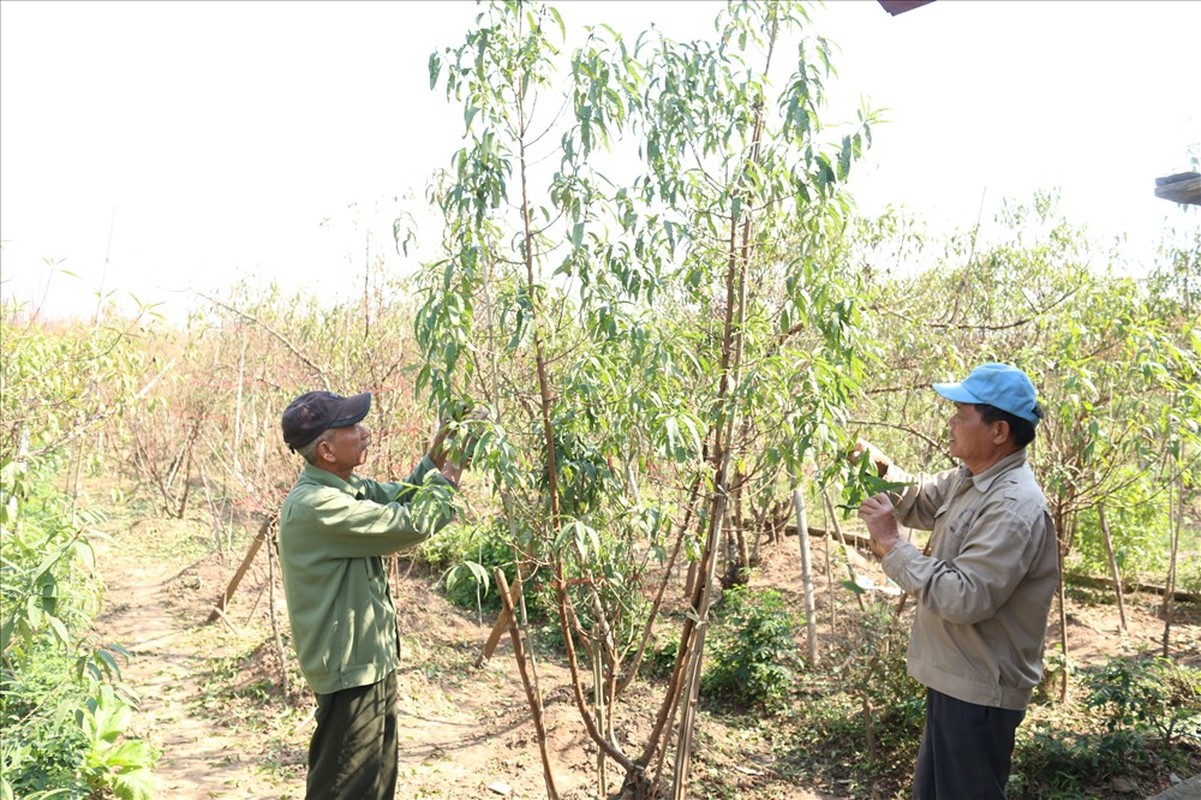 Lang hoa khap ca nuoc tat bat don vu Tet the nao?-Hinh-5