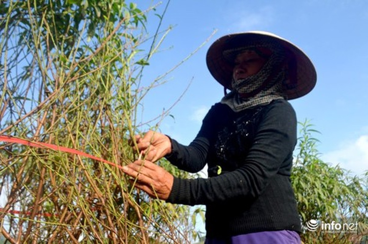 Lang trong dao khap ca nuoc hoi ha, tat bat vao vu Tet-Hinh-8