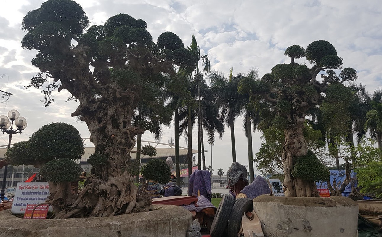 Goc cay thoi xua bo di, nay dat hon vang, dai gia bo tien khong mua duoc-Hinh-8