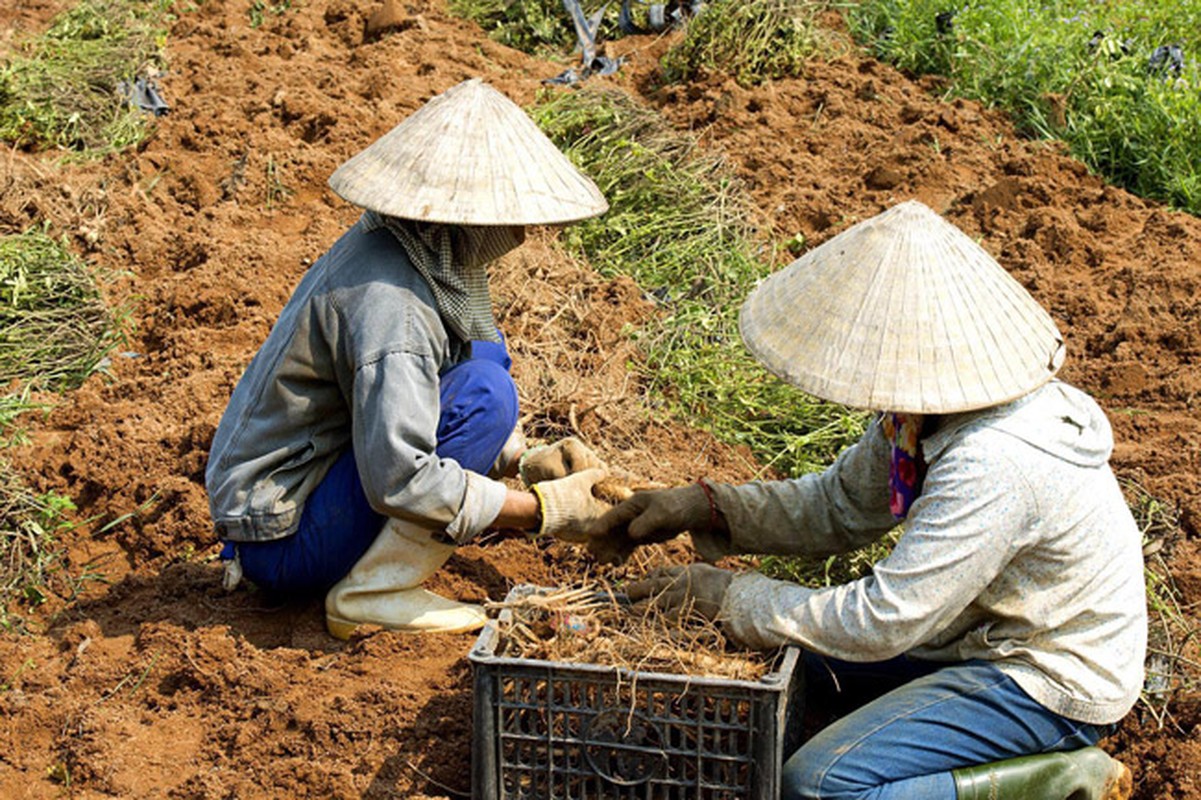 Loai sam tuong tuyet chung bong hoi sinh than ky, dan dut tui tien ty/nam-Hinh-5