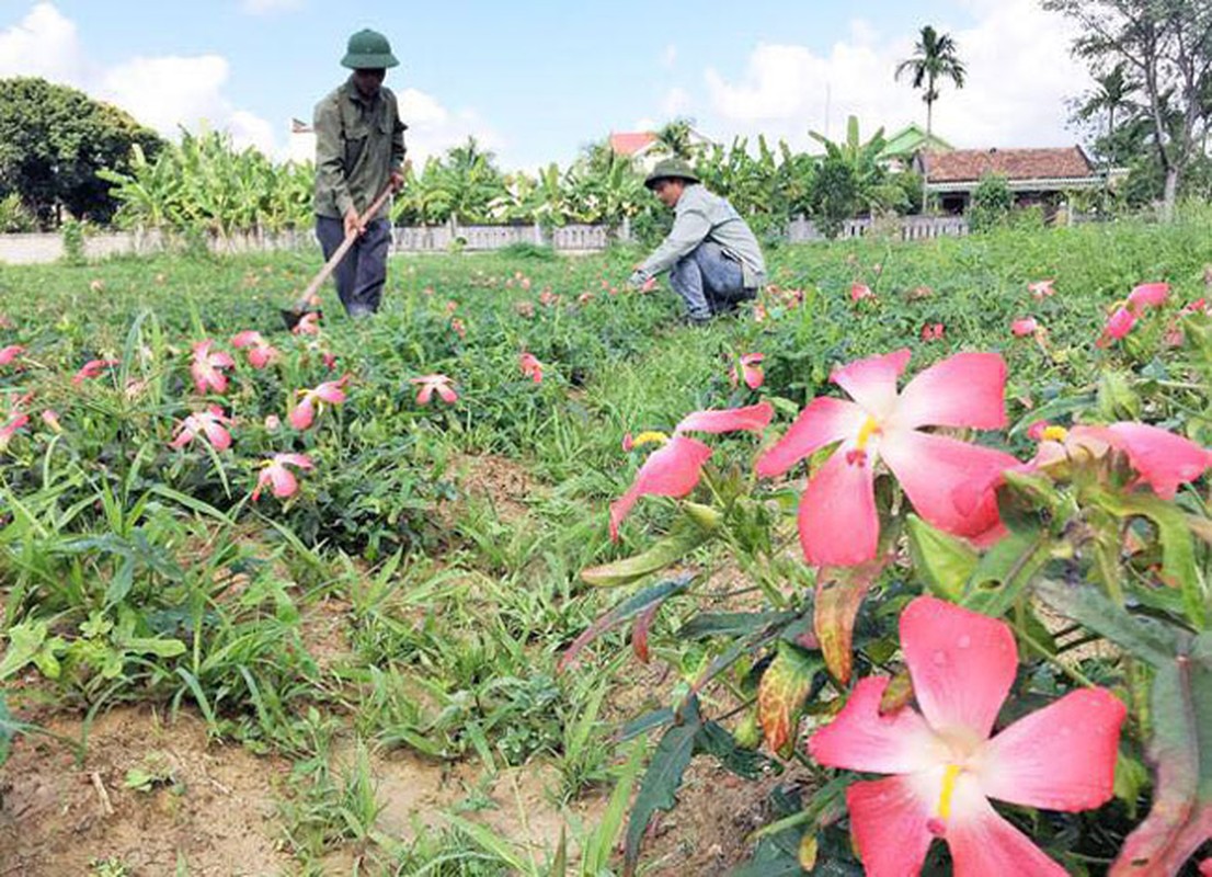 Loai sam tuong tuyet chung bong hoi sinh than ky, dan dut tui tien ty/nam-Hinh-7