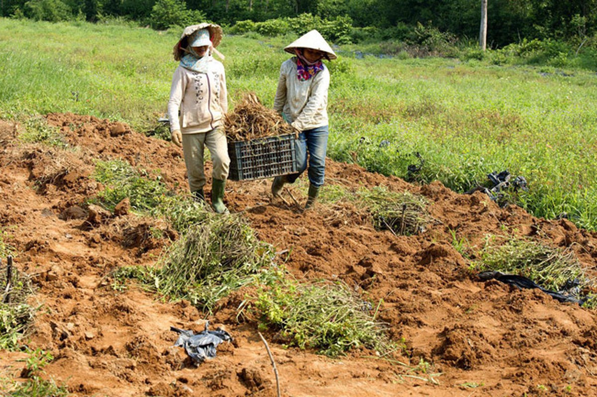 Loai sam tuong tuyet chung bong hoi sinh than ky, dan dut tui tien ty/nam-Hinh-9