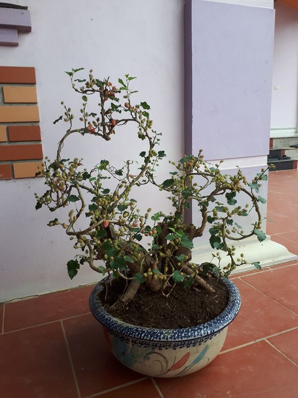 Ky lai thu choi bonsai dau tam chin do dep hut mat cua dai gia-Hinh-4