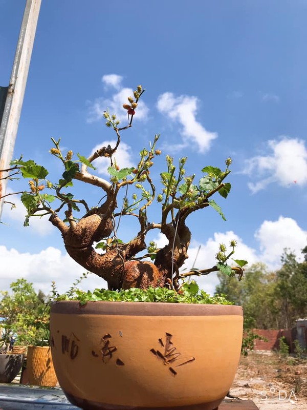 Ky lai thu choi bonsai dau tam chin do dep hut mat cua dai gia-Hinh-9