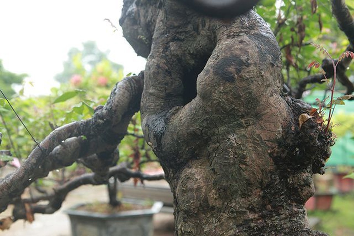 Dai gia Viet “doc tien ty” choi bonsai khe, coi nhu 