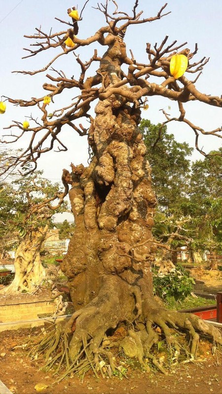 Dai gia Viet “doc tien ty” choi bonsai khe, coi nhu 