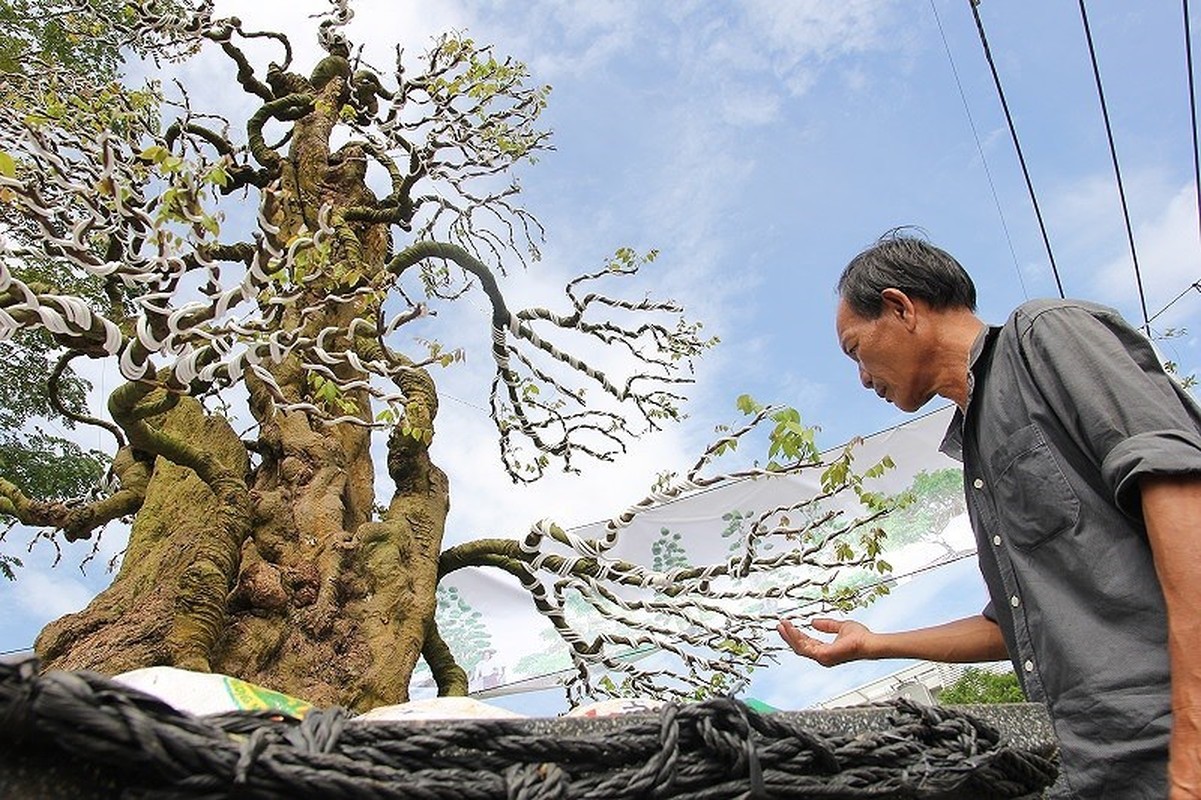 Dai gia Viet “doc tien ty” choi bonsai khe, coi nhu 