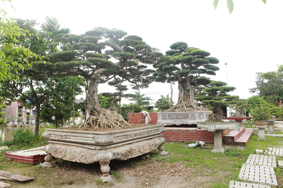 Thu choi cay canh sieu dat do cua nha giau Viet-Hinh-4