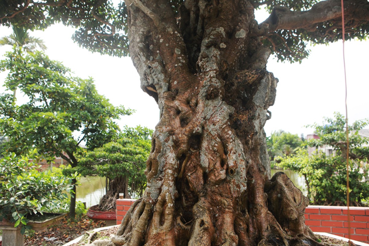 Thu choi cay canh sieu dat do cua nha giau Viet-Hinh-6