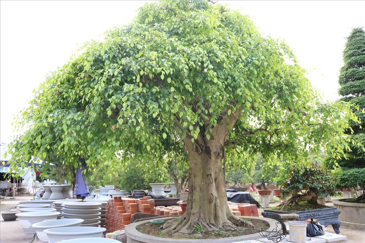 Muc so thi nhung khu vuon bonsai tien ty, dai gia quy hon vang-Hinh-8