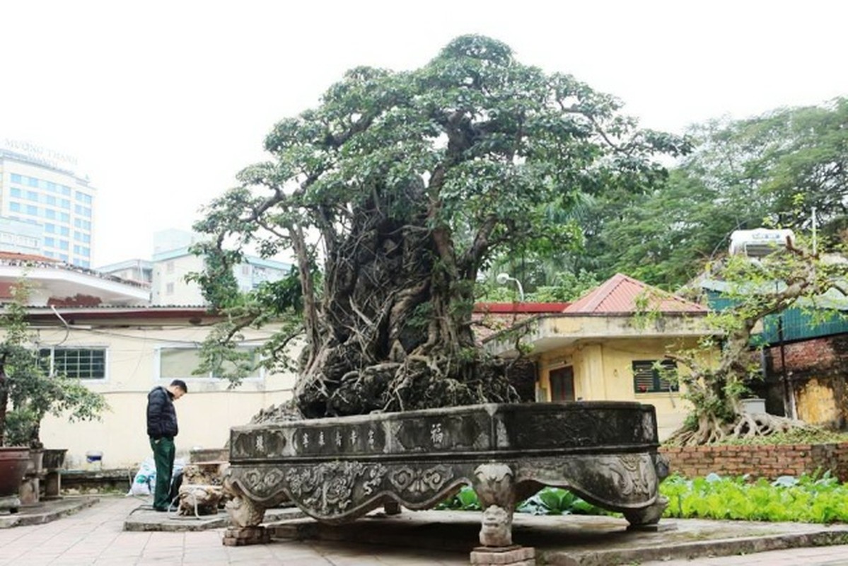 Dan cay canh trieu do, dai gia ban ca biet thu cung kho mua-Hinh-5