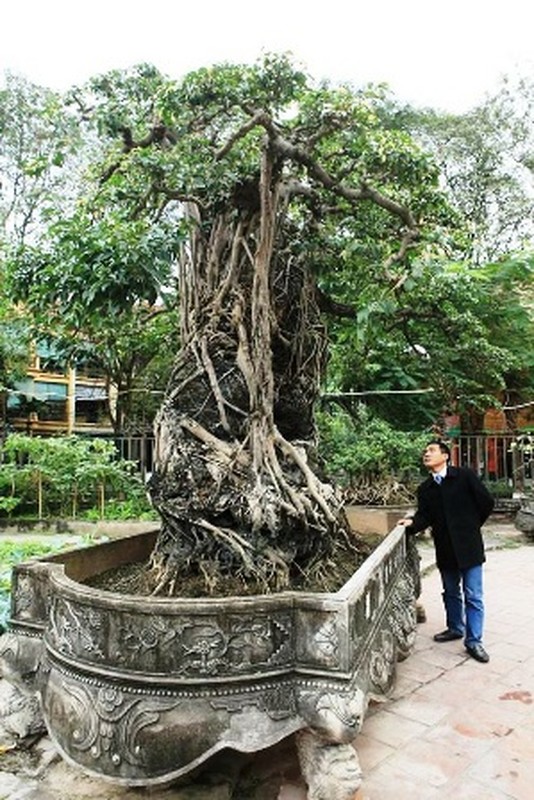 Dan cay canh trieu do, dai gia ban ca biet thu cung kho mua-Hinh-6