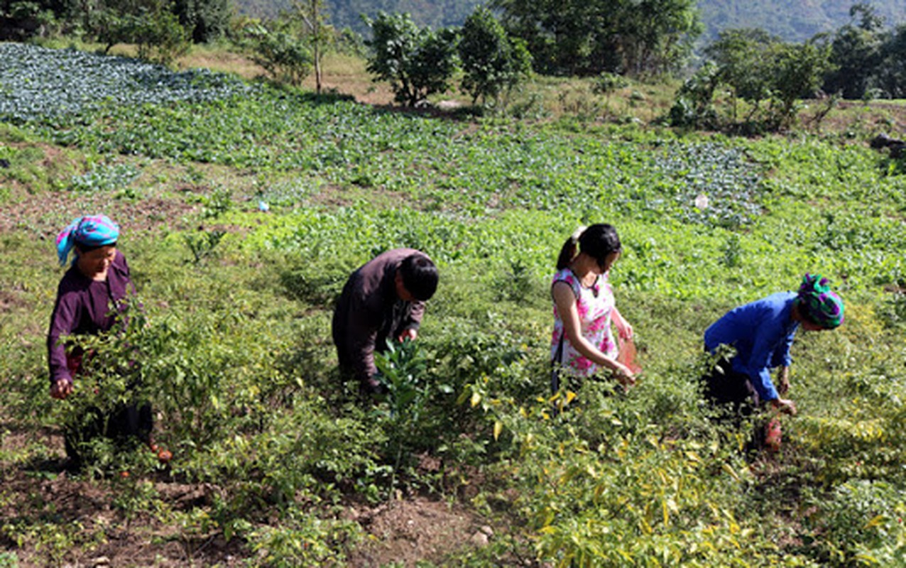 La lung ot gio Ha Giang gan trieu dong/kg van “khan hang”-Hinh-10