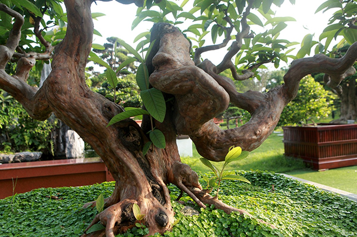 Bonsai oi “Te tuong Luu gu” chu nhan quy hon vang-Hinh-6